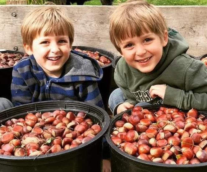 two boys and baskets of chestnuts