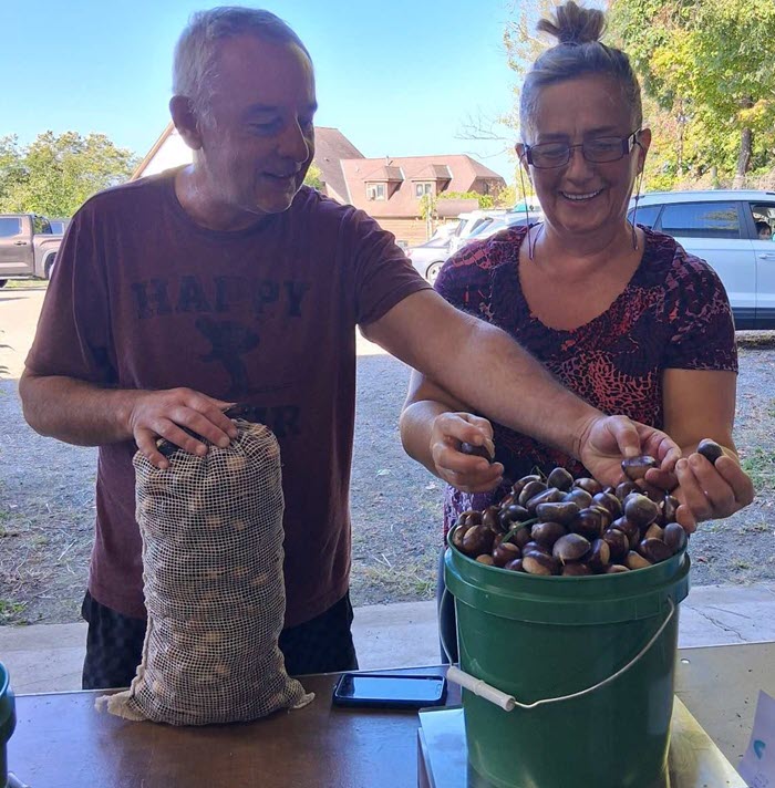 A couple weighing chestnuts
