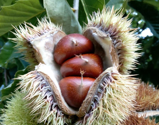 chestnuts in husk